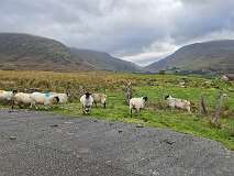 109: 2025_10_15_10_57 Roland