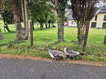 126: 2025_10_15_11_44 Roland