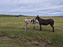 298: 2025_10_16_13_39_Roland